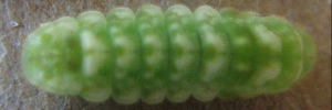 Early Larvae Top of Small Pied Blue - Megisba strongyle nigra